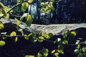 Kiiresti kasvav pappel (Quaking Aspen, Populus tremuloides) vallutab kruusaseid maanteepervi. Sealt välguvad päikese käes tema mündisarnased värisevad lehed.  - pics/2003/4345_12.jpg