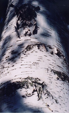 Kanadas Vaiksest ookeanist Atlandini kasvav valge kask (Paper Birch). Kasvades ei muutu ta koor tumedaks ja krobeliseks nagu eesti arukasel, vaid valget tohtu kasvab järjest juurde. Vana koorub maha nagu maol ja on käepärane lõkkehakatis. - pics/2003/4345_15.jpg