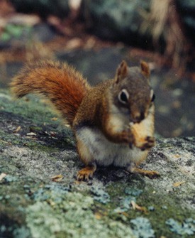 Kanada punasel oraval puuduvad eesti sugulase kõrvatutid. Põhja-Ameerika linnades elavad nuumatud, urbaniseerunud mustad ja hallid oravad, õrnad punased aga ainult puutumata metsas. Antud emane utsitas oma 3 liiga julget poega pähklipakkujast kaugemale. (Red squirrel, Tamiasciurus hudsonicus). - pics/2003/4345_18.jpg
