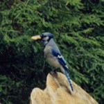 Tõeline sini-must-valge lind Blue Jay (Cyanocitta cristata) on Toronto pesapalli meeskonna sümbol. Ta elab ka Kotkajärvel ja pikeerib julgelt kaljudele vistatud maa- ehk arahhispähklite järgi. (Tal ei ole nokas pasun, vaid pähkel.) - pics/2003/4345_21.jpg