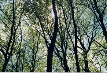 Sellise hiirekõrvul lehtedega metsa all saavad väikesed metsalilled vajalikku valgust. - pics/2003/4345_6.jpg