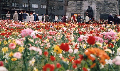 Selline oli Tallinna Tõnismäe II maailmasõjas hukkunud punaarmeelaste mälestusmärgi esine „võidupühale“ järgneval 10. mai hommikul. Neil kes tulevad siia langenud sangareid mälestama on huvitav komme pista lilled vartpidi mulda püsti, jättes seega mulje nagu lokkaks lillepõld. Foto: Riina Kindlam - pics/2005/10059_1.jpg