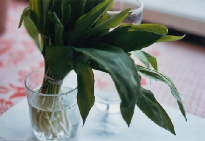 At Tallinn’s markets in May: these are not lily of the valley but karulauk – wild or bear’s garlic. Its very garlicky, flat green leaves can be sliced up into salads, soups and dips – a fresh springtime alternative to its cultivated cousin. Photo: Riina Kindlam - pics/2005/10130_2.jpg
