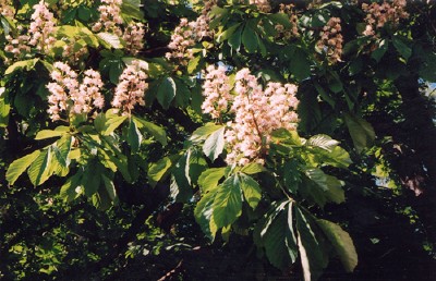 The flower panicles of the harilik hobukastan, Common or European Horse Chestnut, (Aesculus hippoCASTANum) can be up to 30 cm tall. Although Estonia is far north of their natural range, they have acclimatised well and are enjoying a particularly long blooming season. Tallinn is ablaze. Photo: Riina Kindlam<br>         - pics/2005/10307_1.jpg