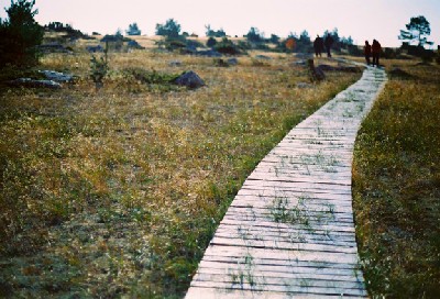 Sügisene Mohni saar Põhja-Eesti rannikul. Hiljuti sai siia ehitatud laudtee, et külalised samblikke ja muid õrnasid taimi ei tallaks. Foto: Riina Kindlam - pics/2005/11758_1.jpg