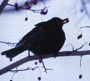Musträstas, inglise Blackbird on euraasia kaunis laululind, kes lõõritab nagu tema sugulane kanada Robin. Ometi võib teda igal kell ähvardada ja tema järeltulijaid õgida mõni julm röövlind. Pea püsti, silmad pärani ja suled turri (paberraha ja dokumendid tiiva alla, udusulgedesse)! Musträstas ei nori tüli, vaid kaitseb oma kallist vara ja ootab kevadpäikest nagu me kõik. Foto: Fred Jüssi - pics/2005/9238_3.jpg