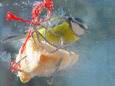 The forever active, mischievous Blue Tit or sinitihane through a frosted window in Saku township, Harjumaa. Its combination of olive-green, yellow and striking blue on its wings, tail and crown make it an easy bird to identify. Only in Europe though – pity. Photo: Reigo Lehtla<br> - pics/2005/9240_2.jpg