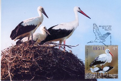 Maapere – valge-toonekure pere pesal. Valge-toonekurg (Ciconia ciconia) oli Eesti 2004. aasta lind ja temale pühendatud mark ilmus 6. aprillil 2004. Eesti on tema leviala põhjapiiriks ning ta talvitub Lõuna-Aafrikas. Tavaliselt on kureperes 2-3 poega (või tütart). Head emadepäeva! - pics/2005/9952_9.jpg