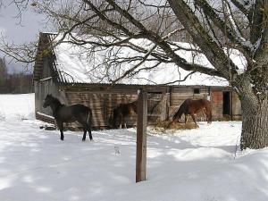 Talv ei taha kevade ees taanduda. Naabritalu ilusad hobused.
 Foto: Viido Polikarpus - pics/2009/03/23185_1_t.jpg