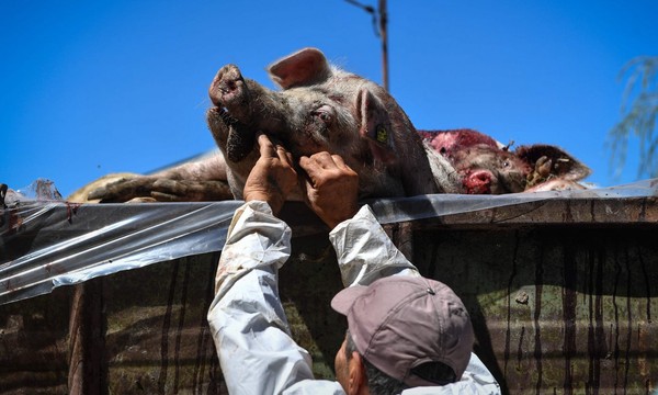 African swine fever reached Romania this year. Photograph: Daniel Mihailescu/AFP/Getty Images  - pics/2018/09/52199_001.jpg