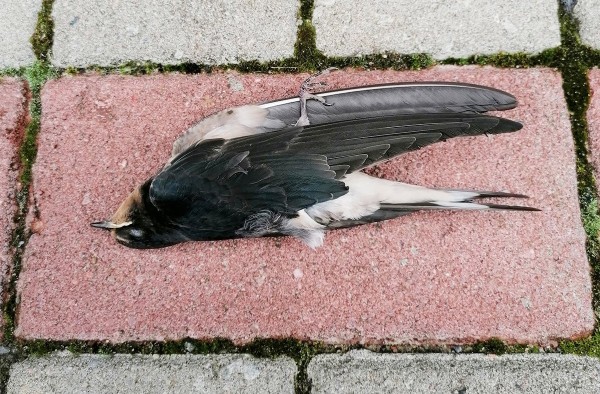 See õnnetu RÄÄSTA/pääsuke (house martin) ei pääsenud kooli ega pikale rände/teele vaid lunastas PÄÄSME (ticket) taevasse, millega sinna PÄÄSES. See sündis (juhtus) 3. sügiskuul, kui ta lendas kogemata suurde aknasse. Aknast peegeldus vastu taevas ja eksitas lindu. Foto: Riina Kindlam - pics/2024/09/61206_002_t.jpg