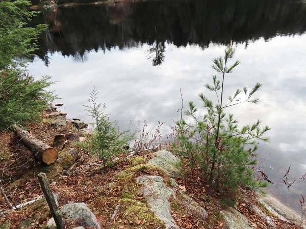 Puhkava looduse värvid on erilised ja õrnad. Vasakul ja keskel on tsuugad (hemlocks) ja paremal väike mänd. TÜVI (tree trunk) kuulub kuusele, mille murdis suvel tormi/tuul. Metsa/järv on nagu peegel (mirror). Seal võib näha kõike. Foto: Riina Kindlam - pics/2024/11/61355_002_t.jpg