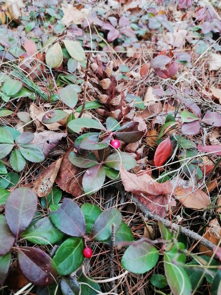 Jõulu/kaardi motiivi on metsast lihtne leida. Siin on männi/KÄBI ja igi/haljas (igavesti haljas, evergreen) taim nimega TALI/HALI. Kas pole ilus nimi?! Wintergreen ja teaberry on ka tähendus/rikkad ja kaunid nimed. Põhja-Ameerika PÕLIS/rahvad (indigenous peoples) teadsid juba ammu-ammu, et see pipar/mündi lõhnaline ja maitseline taim on RAVIMtaim (medicinal plant), mis RAVIB (treats) haigusi. Foto: Riina Kindlam - pics/2024/11/61355_003_t.jpg